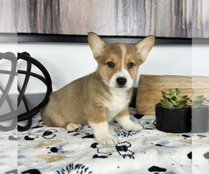 Medium Pembroke Welsh Corgi