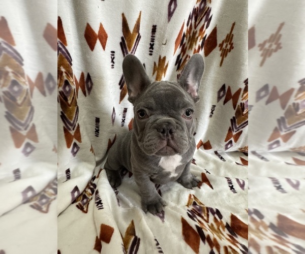 Medium Photo #39 French Bulldog Puppy For Sale in FOUNTAIN CITY, IN, USA