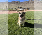 Small Photo #2 Siberian Husky-Unknown Mix Puppy For Sale in Sandy, UT, USA