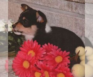 Pembroke Welsh Corgi Puppy for sale in ROCKVILLE, IN, USA