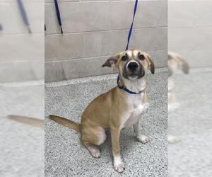 Labrador Retriever-Unknown Mix Dogs for adoption in Conroe, TX, USA