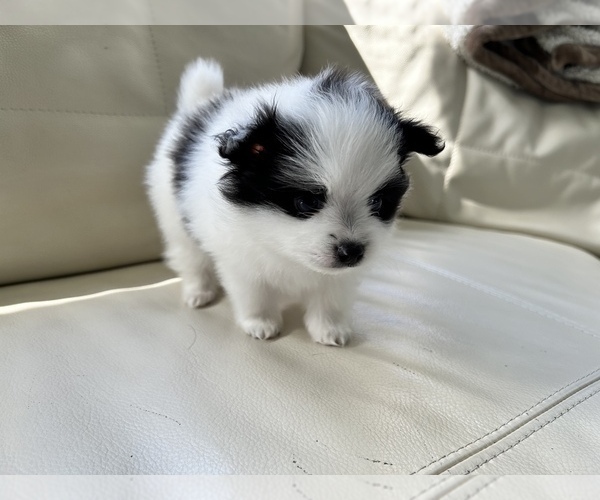 Medium Photo #2 Pomeranian Puppy For Sale in DES MOINES, WA, USA