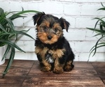 Small #4 Yorkshire Terrier