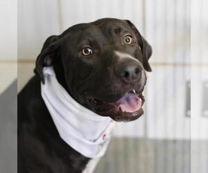 Labrador Retriever-Unknown Mix Dogs for adoption in San Antonio, TX, USA