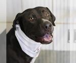 BUBBA - Male Labrador Retriever-Unknown Mix Dog for Adoption - Small photo