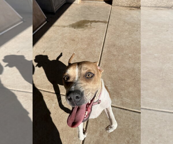 Medium Photo #11 Boxer-Staffordshire Bull Terrier Mix Puppy For Sale in Chandler, AZ, USA
