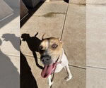 Small Photo #11 Boxer-Staffordshire Bull Terrier Mix Puppy For Sale in Chandler, AZ, USA