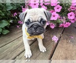 Small #16 Pug