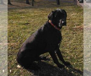 Father of the Labradoodle-Weimaraner Mix puppies born on 01/31/2022