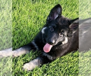 German Shepherd Dog Puppy for Sale in BRIGHTON, Colorado USA
