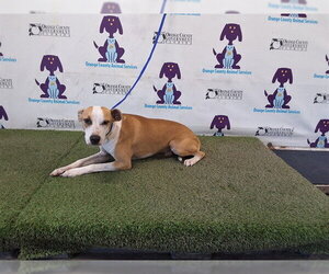 Mutt Dogs for adoption in Orlando, FL, USA