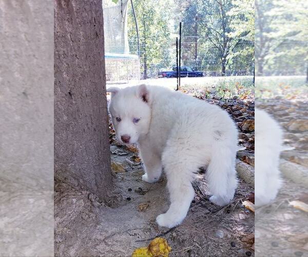 Medium Photo #7 Siberian Husky Puppy For Sale in DINWIDDIE, VA, USA
