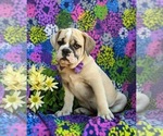 Small Photo #1 Olde English Bulldogge Puppy For Sale in OXFORD, PA, USA