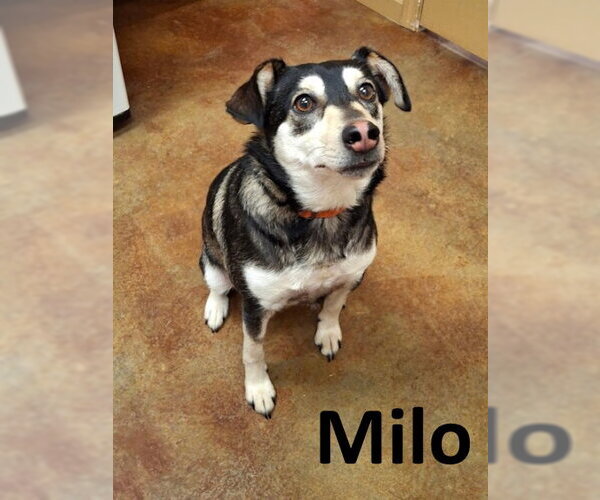 Medium Photo #3 Siberian Husky-Unknown Mix Puppy For Sale in Mountain View, AR, USA