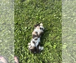 Small #2 Cocker Spaniel