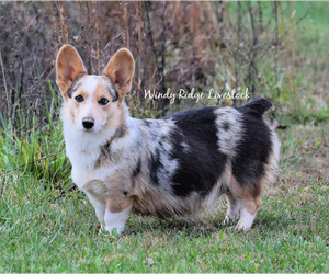 Mother of the Welsh Cardigan Corgi puppies born on 01/27/2022