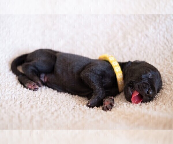Medium Photo #2 Great Dane Puppy For Sale in KANAB, UT, USA