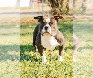 Affenpinscher-Unknown Mix Dogs for adoption in Richmond, IN, USA