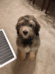 Bernedoodle-Poodle (Standard) Mix Puppy for sale in BLAIRSTOWN, IA, USA