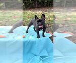 Small #3 French Bulldog