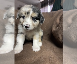 Miniature Australian Shepherd Puppy for sale in MENIFEE, CA, USA