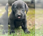 Small Photo #3 Labrador Retriever Puppy For Sale in GLADSTONE, VA, USA