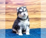 Small #4 Pomsky