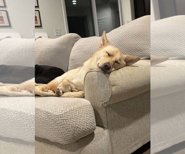 Medium Photo #8 Labrador Retriever-Unknown Mix Puppy For Sale in Arlington, VA, USA