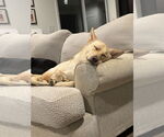 Small #7 Labrador Retriever Mix