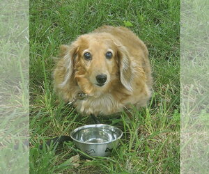 Dachshund Dogs for adoption in Fruitland, SC, USA
