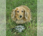 Small Dachshund