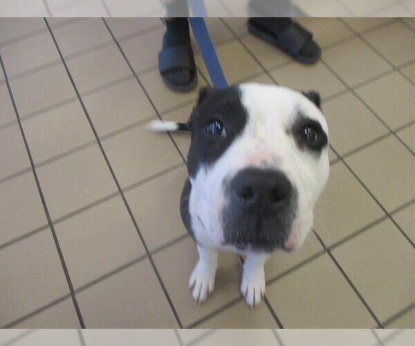 Medium Photo #1 Staffordshire Bull Terrier Puppy For Sale in Ocala, FL, USA