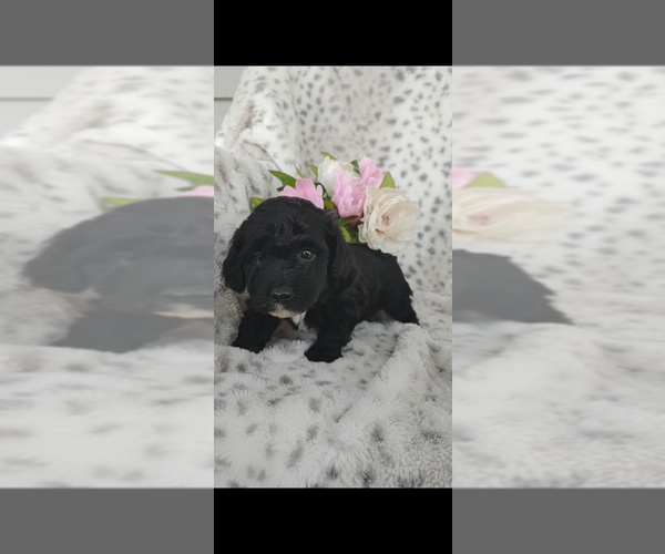 Medium Photo #9 Pembroke Welsh Corgi-Poodle (Miniature) Mix Puppy For Sale in LEBANON, MO, USA