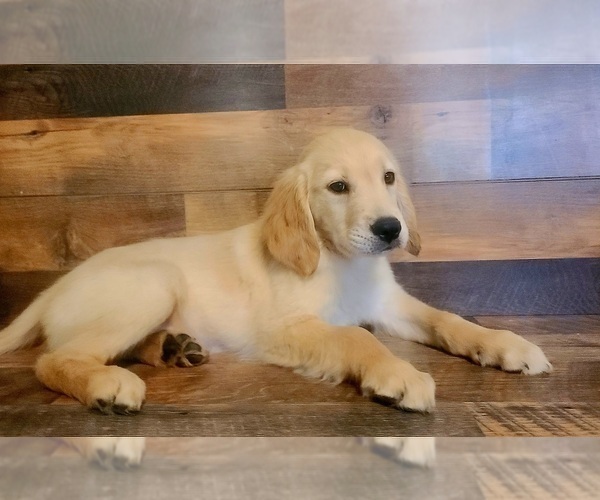 Medium Photo #3 Golden Retriever Puppy For Sale in SALISBURY, NC, USA
