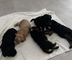 Goldendoodle (Miniature) Puppy for Sale in MIAMI, Florida USA