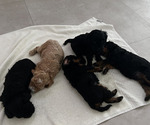 Small Goldendoodle (Miniature)