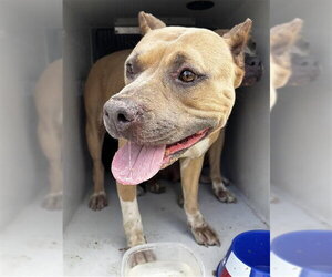 Mutt Dogs for adoption in Houston, TX, USA