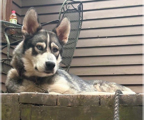Medium Photo #15 Siberian Husky-Unknown Mix Puppy For Sale in Rustburg, VA, USA