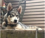 Small #14 Siberian Husky Mix