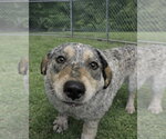 Small #1 Coonhound Mix