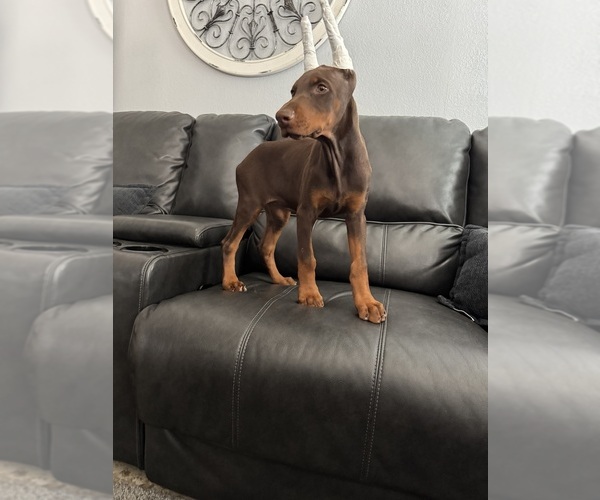 Medium Photo #1 Doberman Pinscher Puppy For Sale in PALMDALE, CA, USA