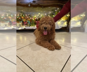 Goldendoodle Puppy for sale in ANAHEIM, CA, USA