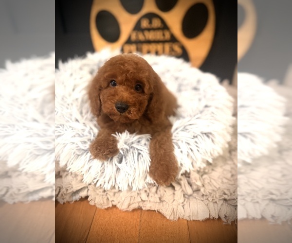 Medium Photo #2 Cockapoo (Toy) Puppy For Sale in CROSSVILLE, TN, USA