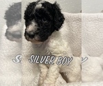 Image preview for Ad Listing. Nickname: Silver Boy