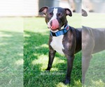 Small #22 American Pit Bull Terrier Mix