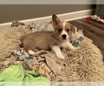 Small Pembroke Welsh Corgi