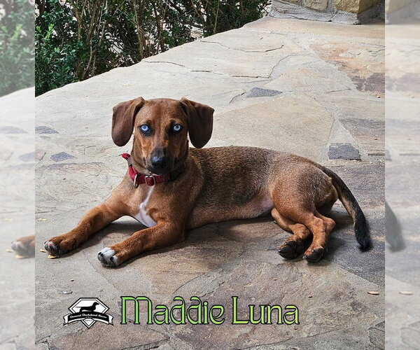 Medium Photo #8 Dachshund Puppy For Sale in San Antonio, TX, USA