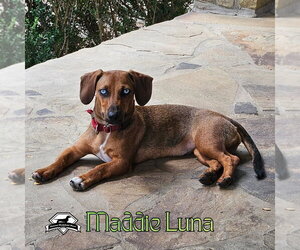 Maddie Luna - Female Dachshund Dog for Adoption - Photo #8