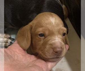 Dachshund Puppy for Sale in RED OAK, Texas USA