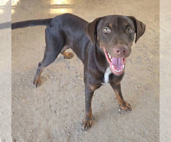 Medium Photo #2 Doberman Pinscher-Unknown Mix Puppy For Sale in Fort Worth, TX, USA